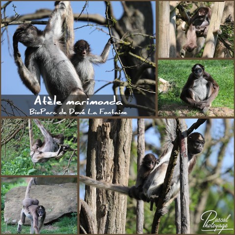 24060522_bioparc_-_atele_marimonda_-_layout_27.jpg