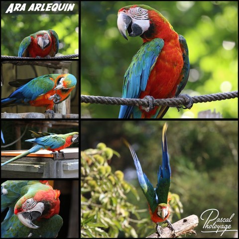 24355748_ara_arlequin_01_-_layout_65.jpg