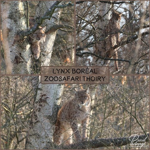 24629118_thoiry_-_lynx_boreal_01_-_layout_59.jpg