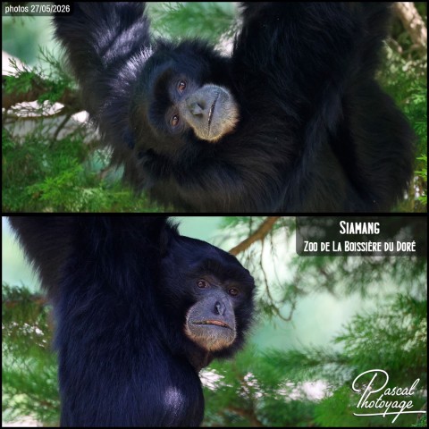 25263153_siamang_01_-_zoo_de_la_boissiere_du_dore_-_layout_52.jpg