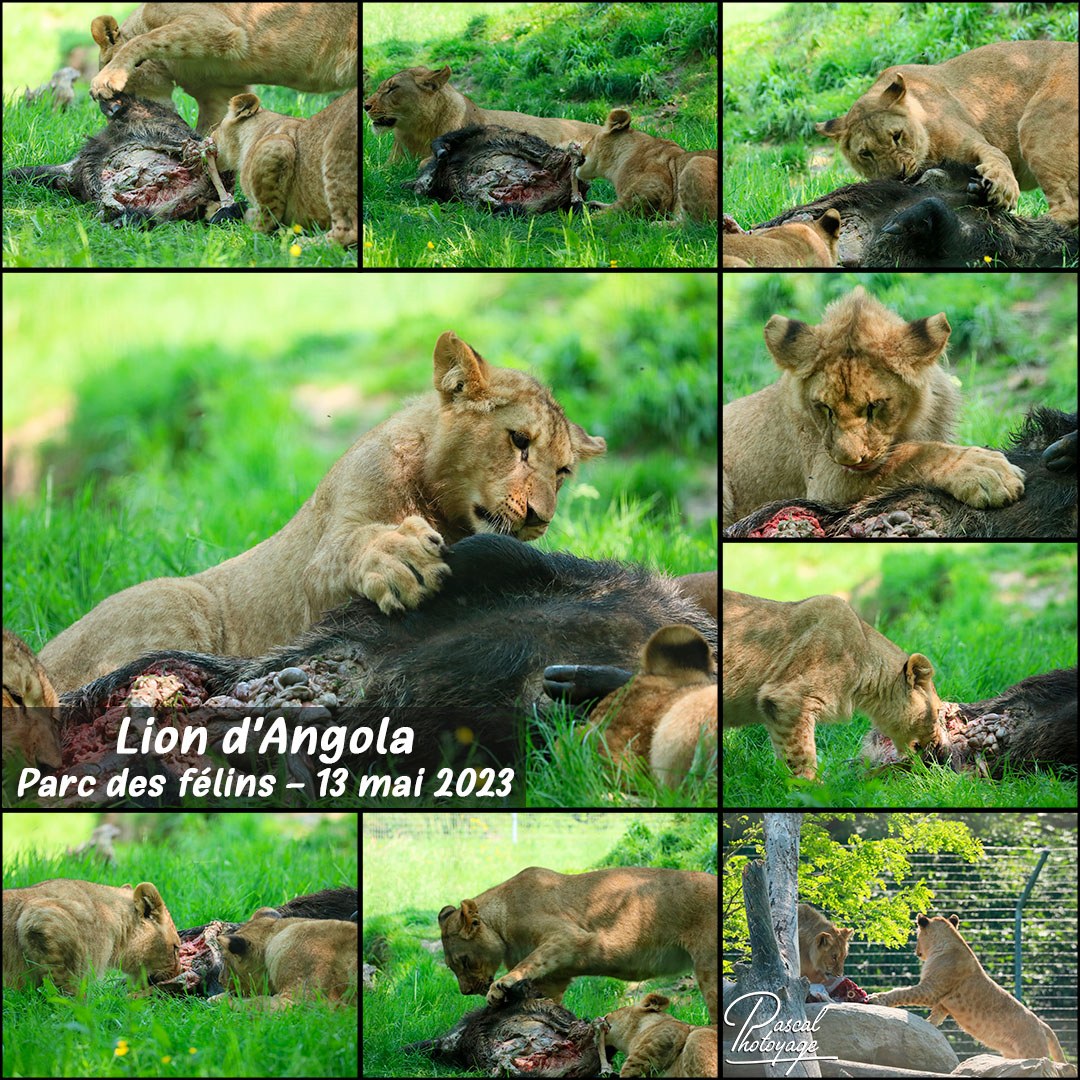 25369284_parc_des_felins_-_lion_d_angola_01_-_layout_46_1080x1080.jpg