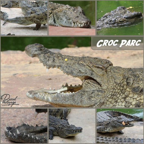 25499787_croc_parc_01_-_layout_32.jpg