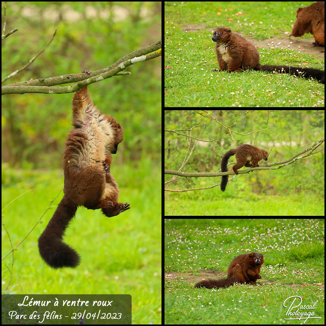 25838010_parc_des_felins_-_lemur_a_ventre_roux_01_-_layout_67_1080x1080.jpg