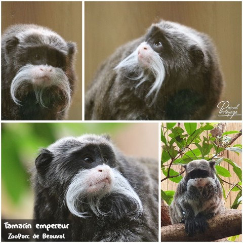 25989426_beauval_-_tamarin_empereur_01_-_layout_09.jpg
