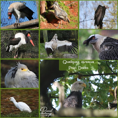 26507306_pairi_daiza_-_oiseaux_01_-_layout_45.jpg