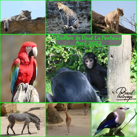 26549240_bioparc_doue_la_fontaine_01_-_layout_35.jpg