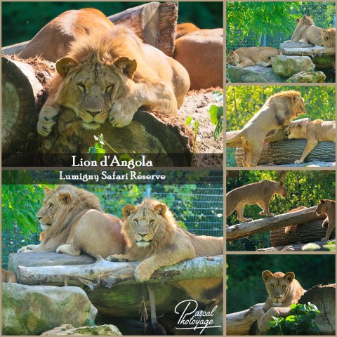 26755526_lion_d_angola_01_-_lumigny_safari_reserve_-_layout_64.jpg