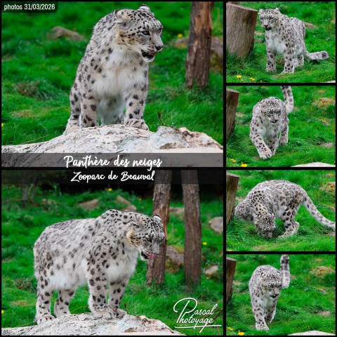 26983924_panthere_des_neiges_01_-_beauval_-_layout_64.jpg