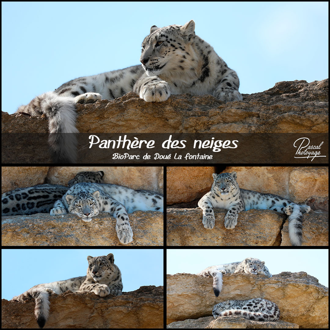27204048_bioparc_doue_la_fontaine_-_panthere_des_neiges_01_-_layout_56_1080x1080.jpg