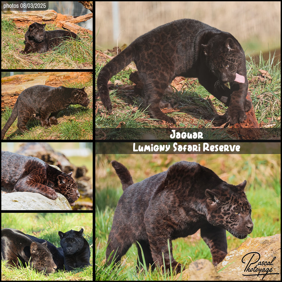 30697942_jaguar_noir_01_-_lumigny_safari_reserve_-_layout_65_1080x1080.jpg
