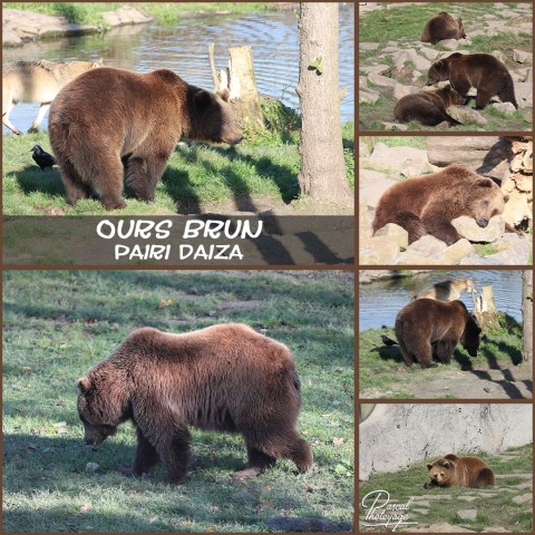 32426502_pairi_daiza_-_ours_brun_01_-_layout_64.jpg