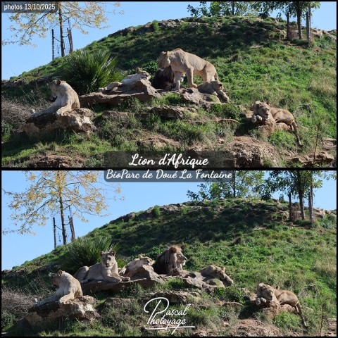 33301708_lion_d_afrique_01_-_bioparc_de_doue_la_fontaine_-_layout_52.jpg