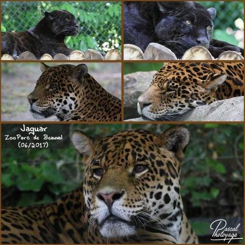 33598931_beauval_-_jaguar_01_-_layout_55.jpg