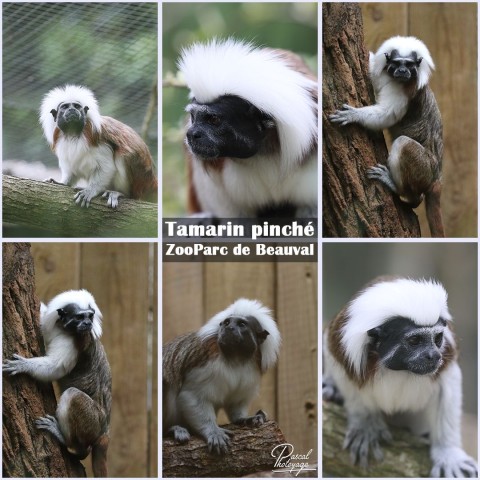 34288450_beauval_-_tamarin_pinche_01_-_layout_25.jpg