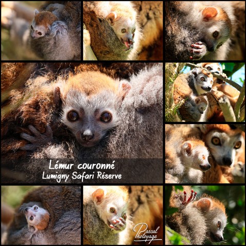 34309302_lemur_couronne_01_-_lumigny_safari_reserve_-_layout_46.jpg