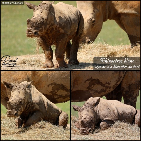 34836053_rhinoceros_blanc_01_-_zoo_de_la_boissiere_du_dore_-_layout_58.jpg