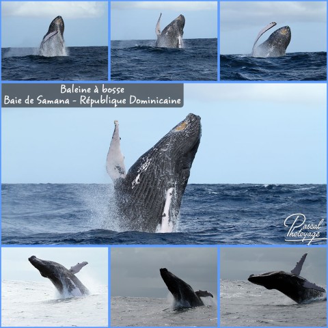 34909503_1_baleines_a_bosse_01_-_layout_32.jpg