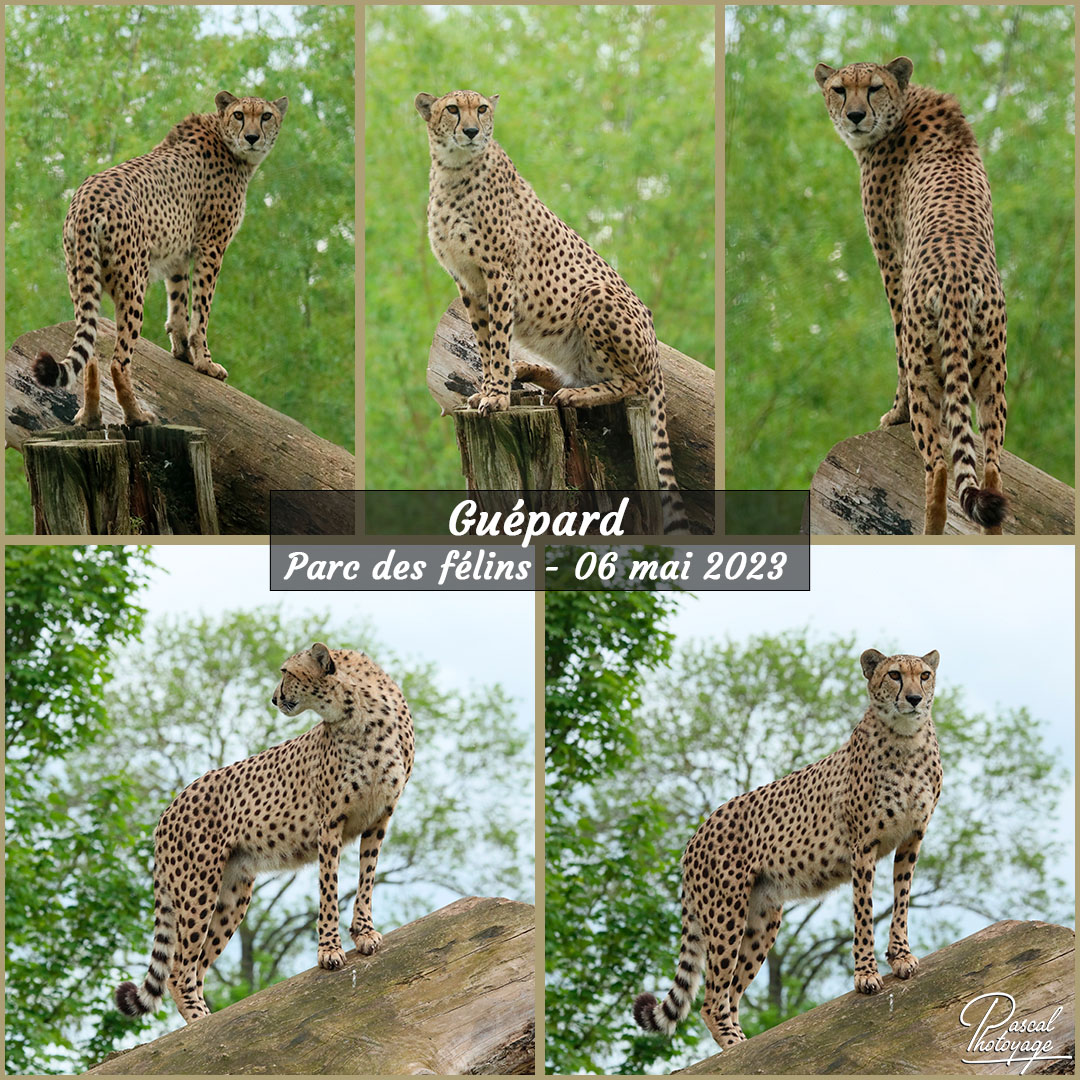 36203025_parc_des_feins_-_guepard_01_-_layout_22_1080x1080.jpg