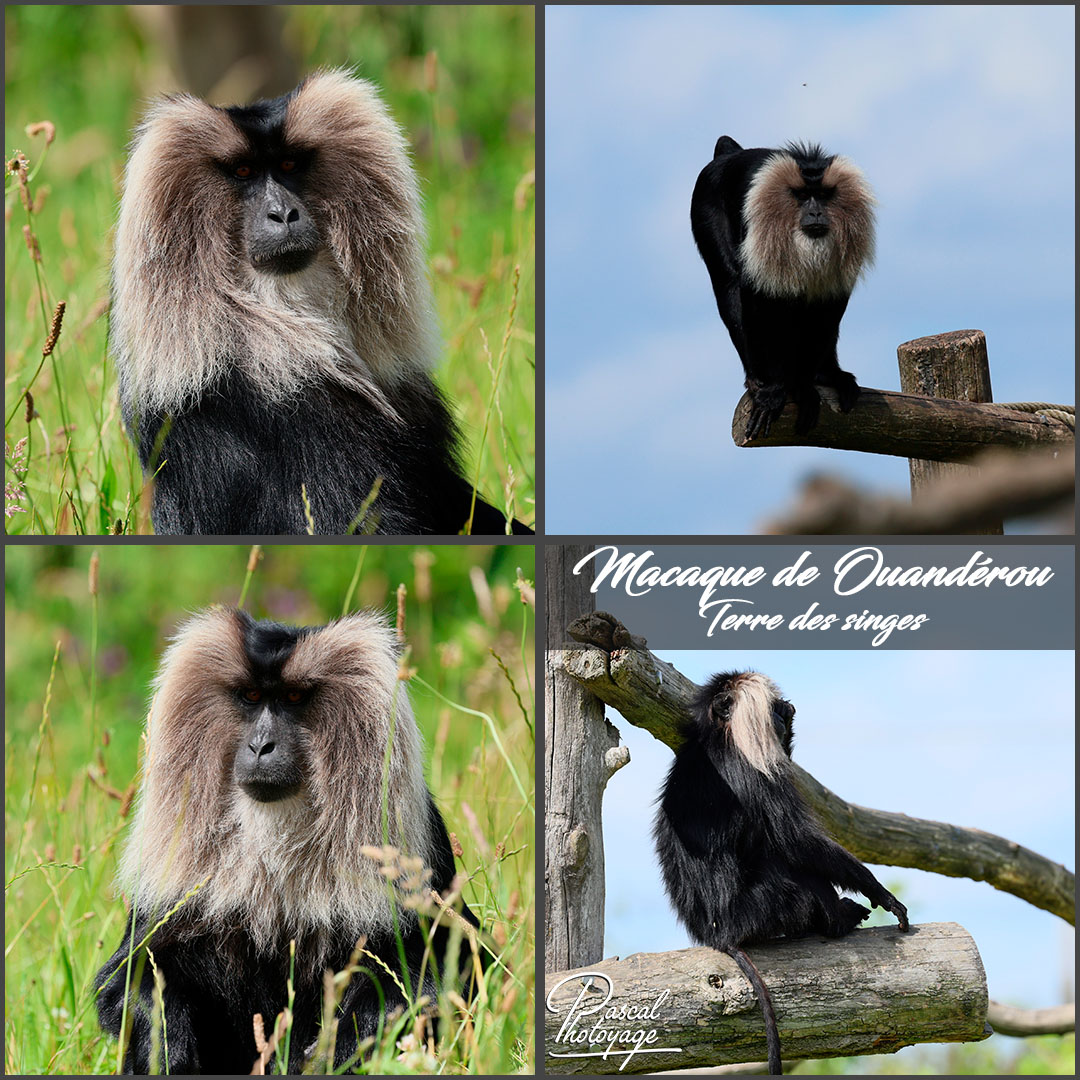 37194051_macaque_de_ouanderou_01_-_terre_des_singes_-_layout_57_1080x1080.jpg