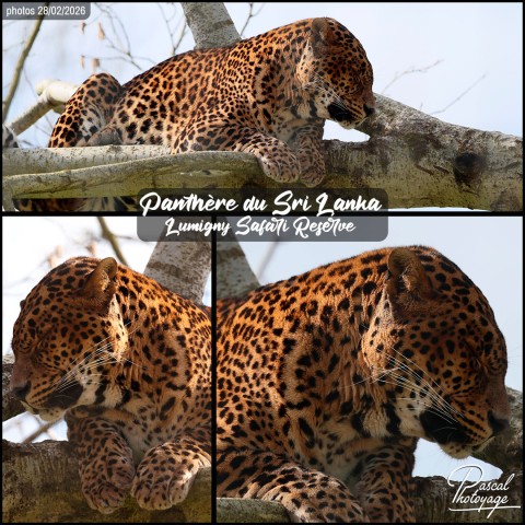 38672308_panthere_du_sri_lanka_01_-_lumigny_safari_reserve_-_layout_03.jpg