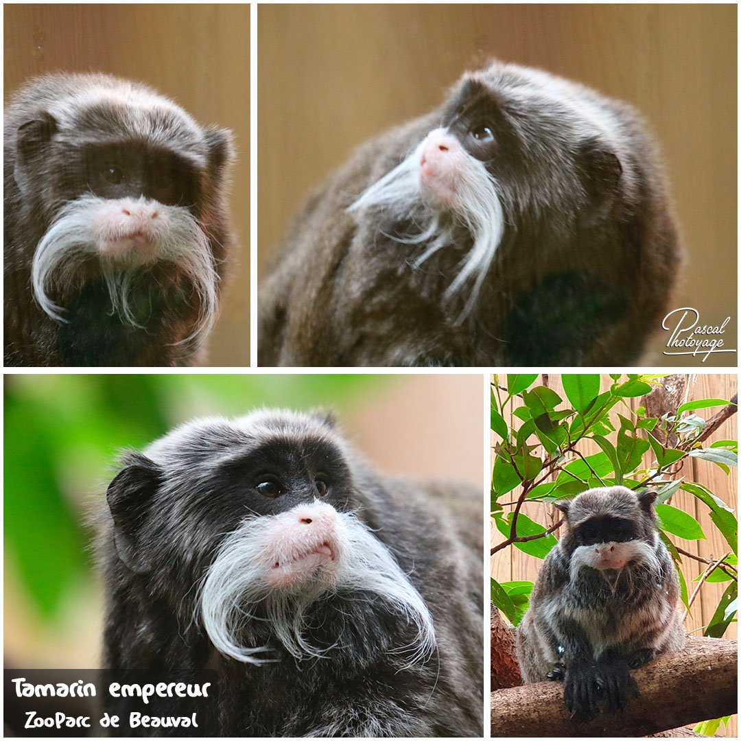 39540005_beauval_-_tamarin_empereur_01_-_layout_09_1080x1080.jpg