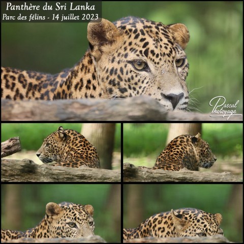 39689622_parc_des_felins_-_pantehre_du_sri_lanka_01_-_layout_56.jpg