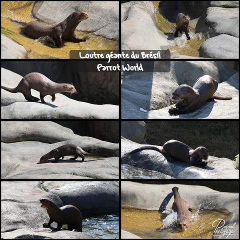40507197_parrot_world_-_loutre_geante_du_bresil_01_-_layout_53.jpg