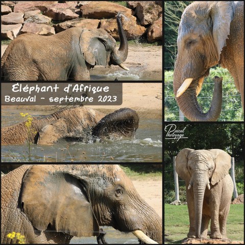 40620331_elephant_d_afrique_01_-_layout_19.jpg