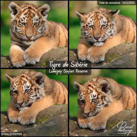 40731751_tigre_de_siberie_01_-_lumigny_safari_reserve_-_layout_57-1.jpg