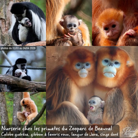 40937983_nurserie_chez_les_primates_01_-_beauval_-_layout_31.jpg