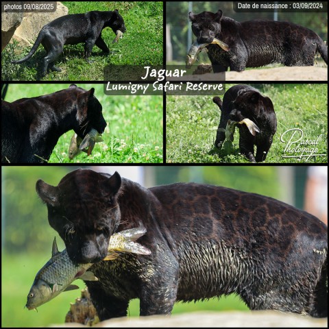 41086409_jaguar_noir_01_-_lumigny_safari_reserve_-_layout_55-1.jpg
