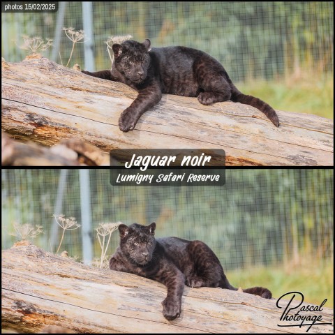 41287542_jaguar_noir_01_-_lumigny_safari_reserve_-_layout_52.jpg
