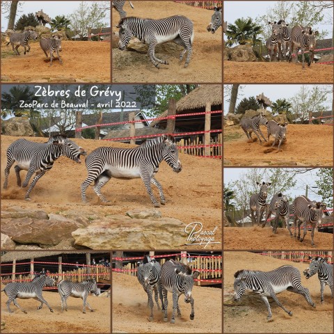 41363145_zebre_de_grevy_01_-_layout_46.jpg