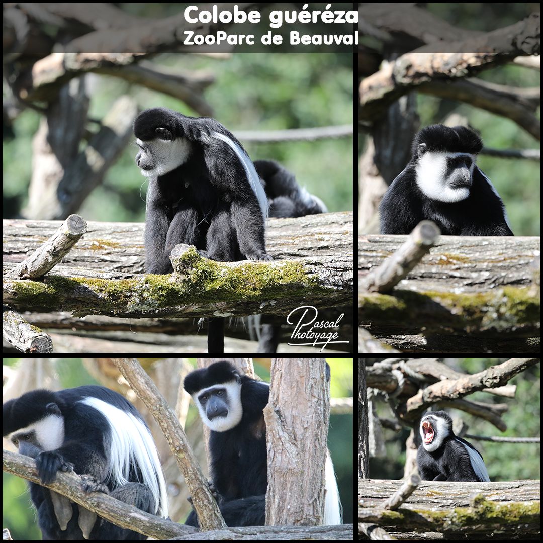 41398360_beauval_-_colobe_guereza_01_-_layout_04_1080x1080.jpg