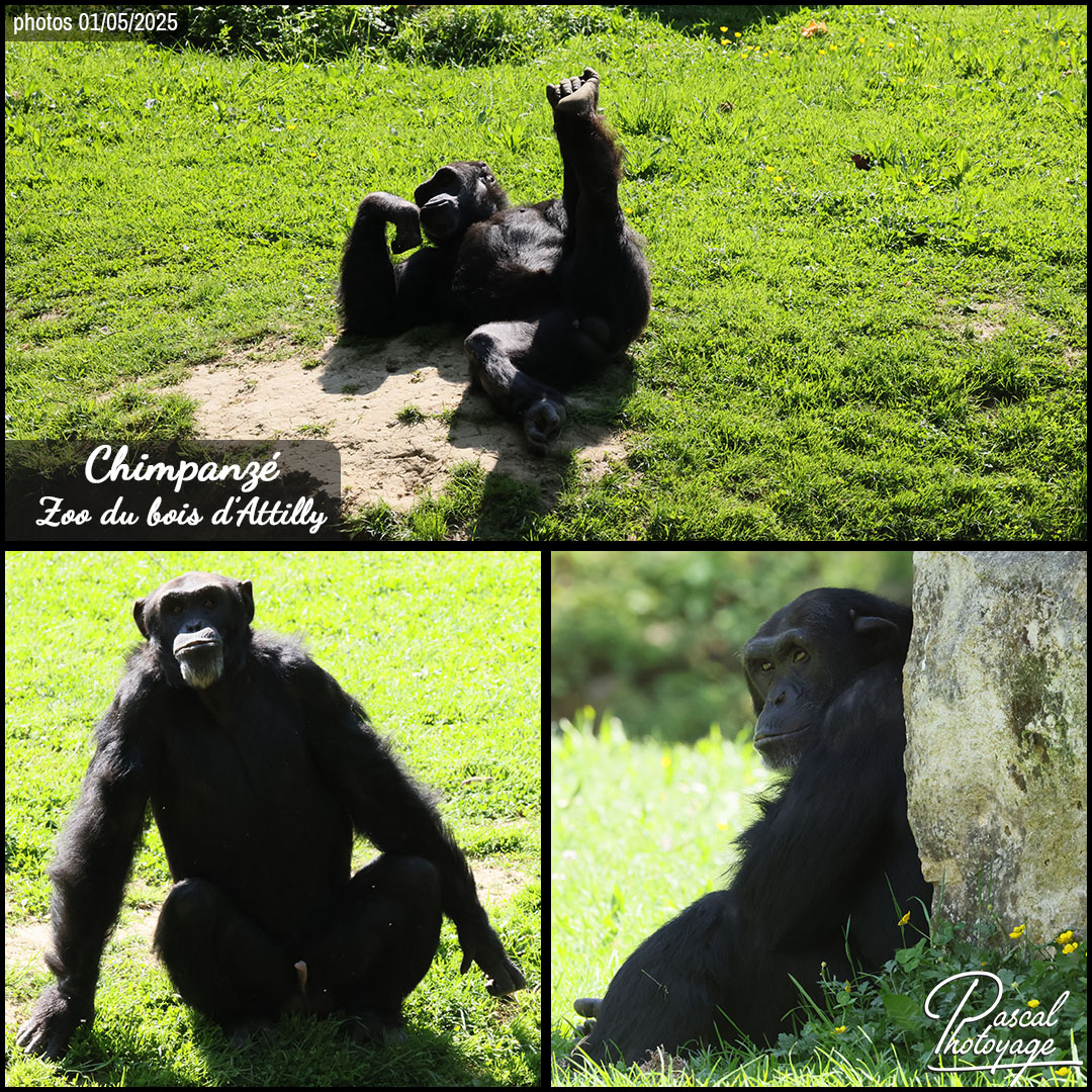 42474113_chimpanze_01_-_zoo_du_bois_d_attilly_-_layout_58_1080x1080.jpg