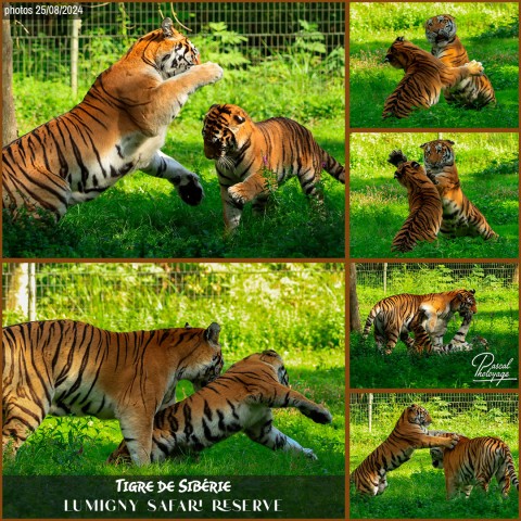 45927075_tigre_de_siberie_01_-_lumigny_safari_reserve_-_layout_64.jpg