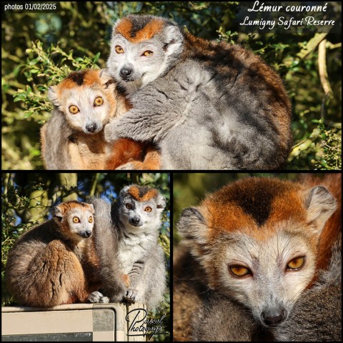 46426632_lemur_couronne_01_-_lumigny_safari_reserve_-_layout_70.jpg