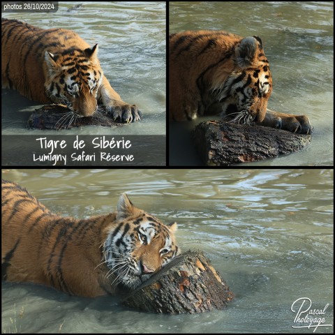 47425187_tigre_de_siberie_01_-_lumigny_safari_reserve_-_layout_72.jpg