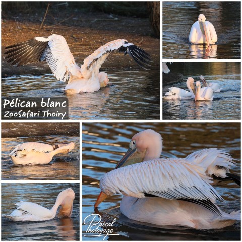 47540413_thoiry_-_pelican_blanc_01_-_layout_27.jpg