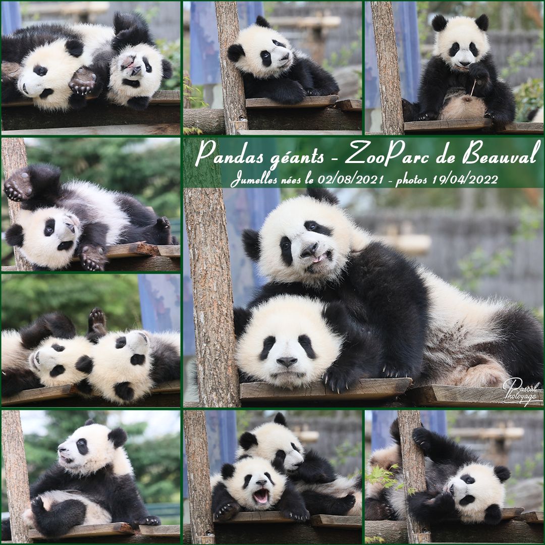 47903436_panda_geant_01_-_layout_47_1080x1080.jpg
