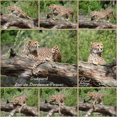 48090193_zoo_bordeaux-pessac_-_guepard_01_-_layout_36.jpg