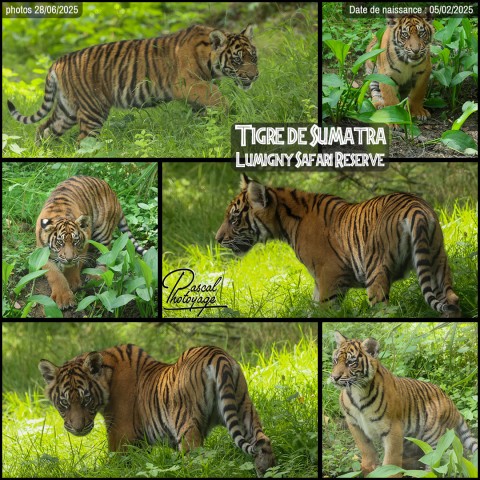 48513241_tigre_de_sumatra_01_-_lumigny_safari_reserve_-_layout_28.jpg