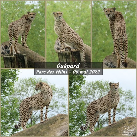 48686322_parc_des_feins_-_guepard_01_-_layout_22.jpg