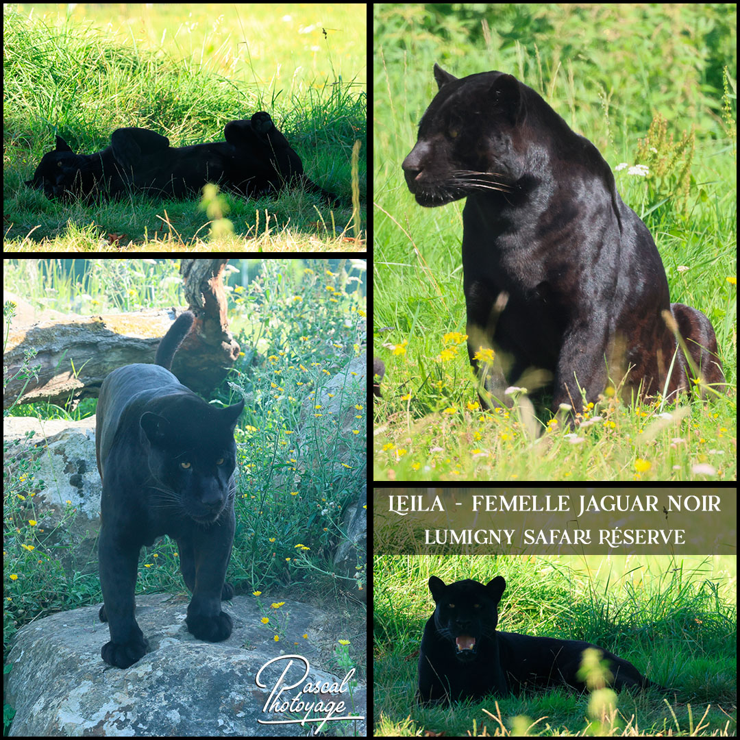 50684085_jaguar_noir_01_-_lumigny_safari_rserve_-_layout_10_1080x1080.jpg