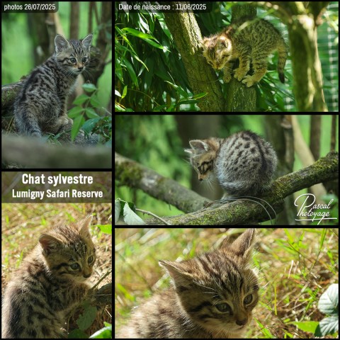 54178574_chat_sylvestre_01_-_lumigny_safari_reserve_-_layout_20.jpg