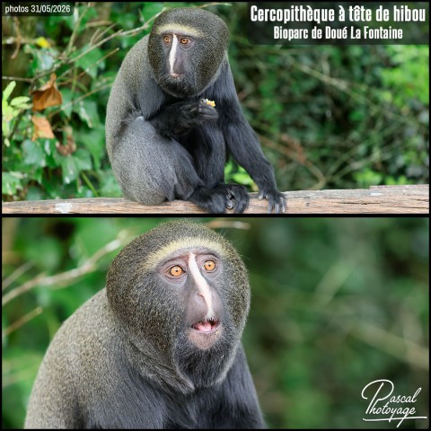 54242262_cercopitheque_a_tete_de_hibou_01_-_bioparc_de_doue_la_fontaine_-_layout_52.jpg