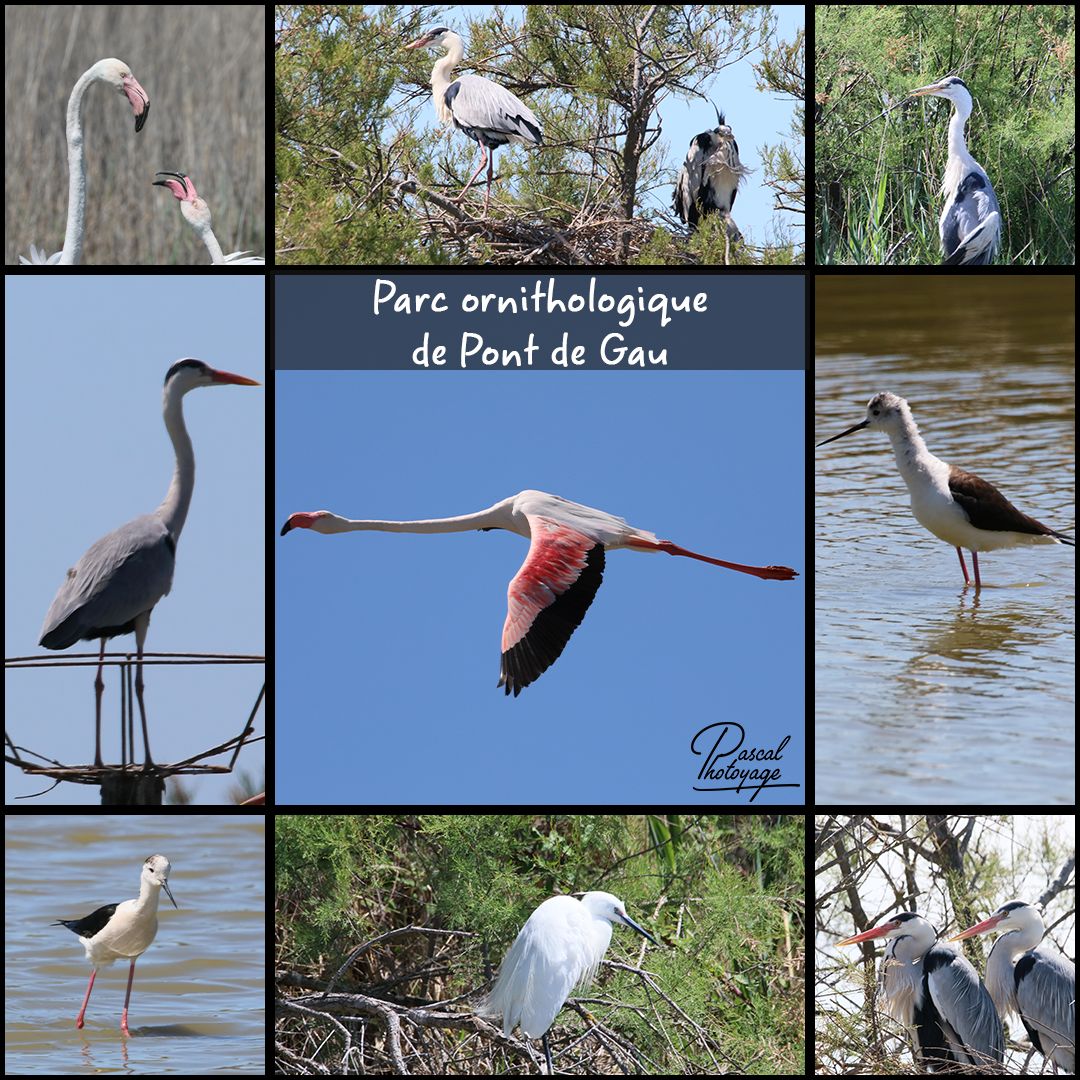 54311329_parc_ornithologique_de_pont_de_gau_02_-_layout_41_1080x1080.jpg