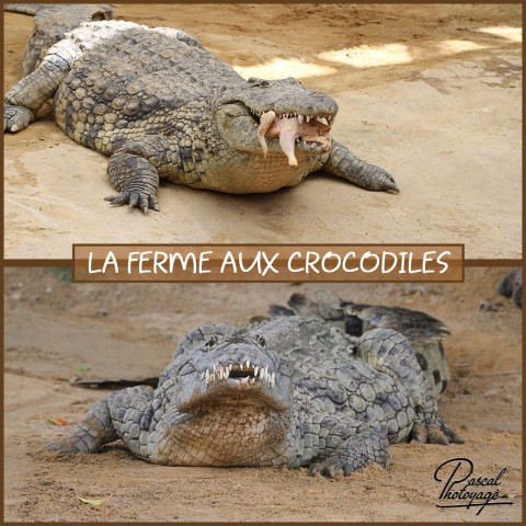 55357752_la_ferme_aux_crocodiles_01_-_layout_52.jpg
