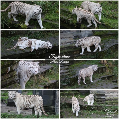 55702478_pairi_daiza_-_tigre_blanc_01_-_layout_54.jpg