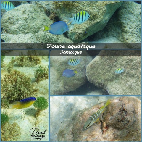 55707611_jamaique_-_poissons_01_-_layout_13.jpg